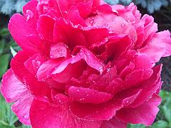 peony14 (24)